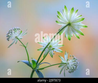 USA, Staat Washington, Seabeck. Astratia blüht aus nächster Nähe. Stockfoto