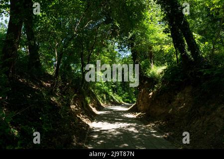 Ein tiefer Wald mit launischen Lichtern und Farben. Ein gefliester Weg führt durch den warmen Sommerpark Stockfoto