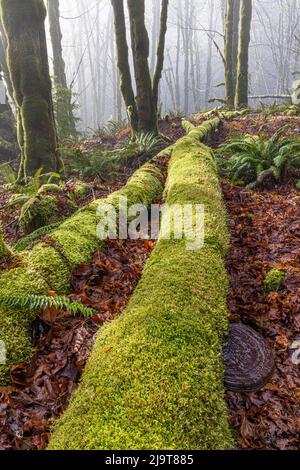 USA, Staat Washington, Seabeck, Guillemot Cove Nature Preserve. Gefallener, moosbedeckter Ahornbaum. Stockfoto