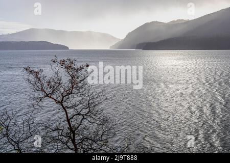 USA, Staat Washington, Olympic National Forest. Im Winter wurde der verrückte Baum gegen den Lake Cushman geschildet. Stockfoto