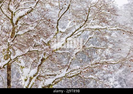 USA, Staat Washington, Seabeck. Verschneite Ahornbäume im Winter. Stockfoto