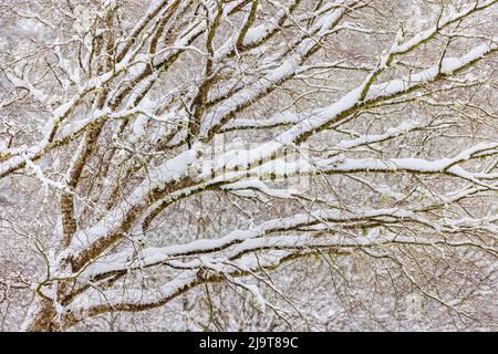 USA, Staat Washington, Seabeck. Verschneite Ahornbäume im Winter. Stockfoto