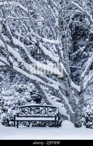 USA, Staat Washington, Seabeck. Schneebedeckte Bäume und Bank im Winter. Stockfoto