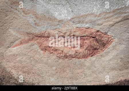 USA, Staat Washington, Seabeck. Nahaufnahme eines fossilen Fischs. Stockfoto