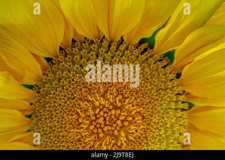 USA, Staat Washington, Seabeck. Sonnenblumenblüten aus nächster Nähe. Stockfoto