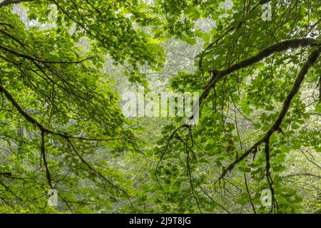 USA, Staat Washington, Seabeck. Bigleaf-Ahornbäume im Anderson Landing County Park. Stockfoto