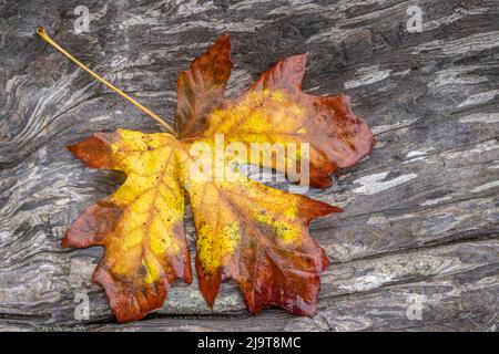 USA, Staat Washington, Seabeck. Bigleaf Ahornblatt auf Treibholz. Stockfoto