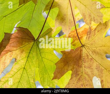 USA, Staat Washington, Seabeck. Bigleaf Ahornblätter im Herbst aus nächster Nähe. Stockfoto