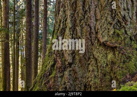 USA, Washington State, Olympic National Park. Nahaufnahme des Stammes der alten, wachsenden Douglasie. Stockfoto