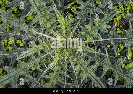 USA, Staat Washington, Seabeck. Nahaufnahme der Distelpflanze. Stockfoto
