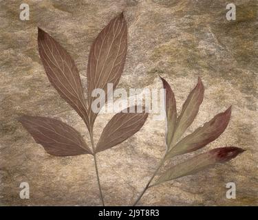 USA, Staat Washington, Seabeck. Pfingstrosen-Blätter aus der Nähe. Stockfoto