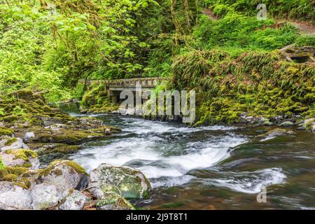 Woodland, Staat Washington, USA. Cedar Creek fließt durch üppigen Wald. Stockfoto
