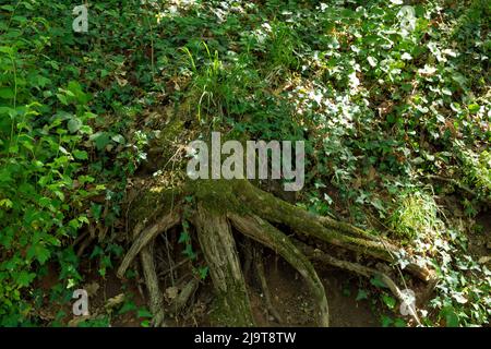 Wurzeln eines alten Baumes, der an einem Frühlingstag in einem natürlichen Laubwald mit Moos und Efeu bewachsen ist, einer mystischen Feenlandschaft. Natürliches Hintergrundkonzept Stockfoto