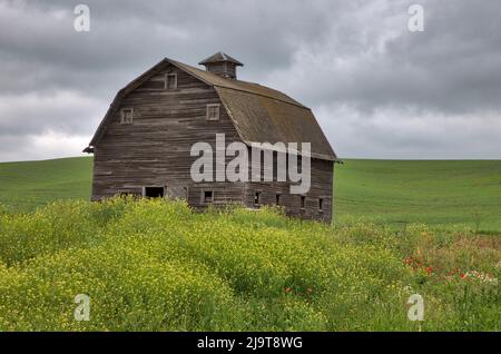 USA, Staat Washington, Palouse. Alte Holzscheune mit gelben Wildblumen im Vordergrund an einem bewölkten Tag. Stockfoto