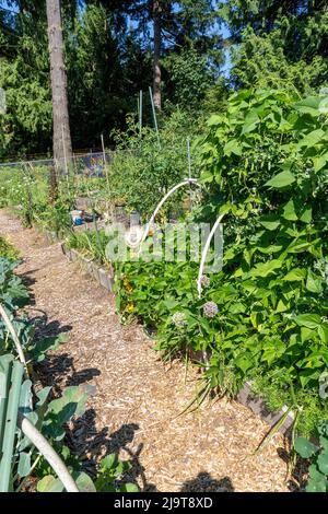 Issaquah, Staat Washington, USA. Erhöhte Gartenbeete in einem Gemeinschaftsgarten mit Polbohnen, Karabinererbsen, Blumenkohl, Tomaten, Zwiebeln und mehr. (P Stockfoto