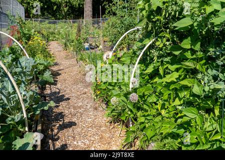 Issaquah, Staat Washington, USA. Erhöhte Gartenbeete in einem Gemeinschaftsgarten mit Polbohnen, Karabinererbsen, Blumenkohl, Tomaten, Zwiebeln und mehr. (P Stockfoto