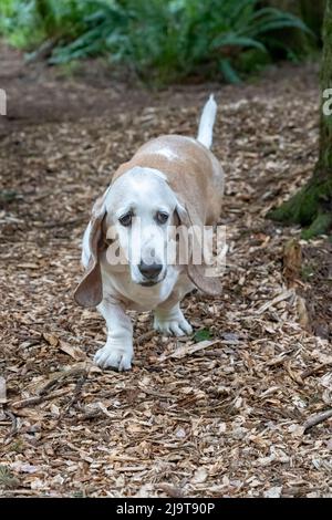 Issaquah, Staat Washington, USA. Älterer Basset Hound mit Lymphom-Krebs, (PR) Stockfoto