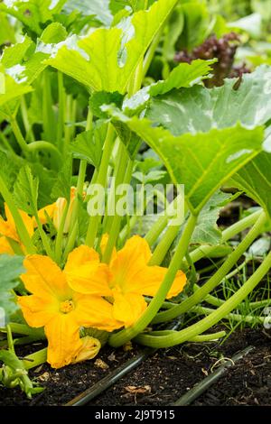 Issaquah, Staat Washington, USA. Sommerkürbis blüht in einem Sommergarten. Es gibt eine männliche Squashblüte und eine weibliche Squashblüte, und ohne Stockfoto