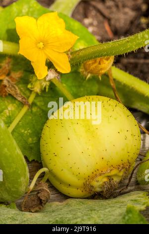 Issaquah, Staat Washington, USA. Erbstück Zitronengurke (Cucumis sativus) und Blüte. Baseballgroße Gurkenvielfalt, die helles Zitronengelb hervorbringt Stockfoto