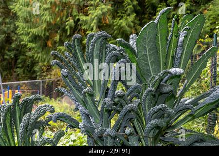 Issaquah, Staat Washington, USA. Dino Kale Pflanze, auch bekannt als Dinosaurier, Lacinato, Tuscan Kohl, Tuscan Kohl, italienischen Grünkohl, Cavolo nero, schwarzer Grünkohl Stockfoto