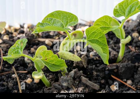 Issaquah, Staat Washington, USA. Die Sämlinge der Monte Cristo Pole Bean zeigen Cotyledons, die ersten Blätter, die von Pflanzen produziert werden. Cotyledons werden nicht berücksichtigt Stockfoto