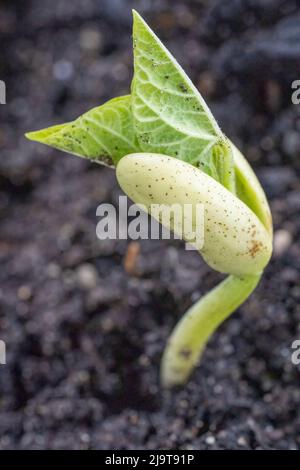 Issaquah, Staat Washington, USA. Die Sämlinge der Monte Cristo Pole Bean zeigen Cotyledons, die ersten Blätter, die von Pflanzen produziert werden. Cotyledons werden nicht berücksichtigt Stockfoto