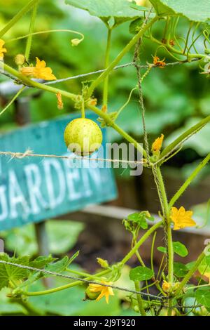 Issaquah, Staat Washington, USA. Erbstück Zitronengurke (Cucumis sativus). Baseballgroße Gurkenvarietät, die leuchtend zitronengelbe Früchte hervorbringt Stockfoto