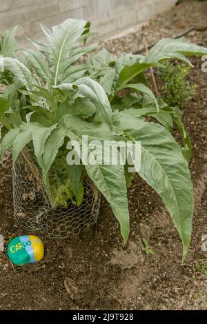 Issaquah, Staat Washington, USA. Cardoon-Pflanze und bemalte Felsschild. Das Cardoon wird für essbare Blattstiele ausgewählt, im Gegensatz zu seiner eng verwandten Pflanze, Stockfoto