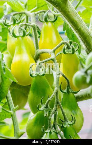 Issaquah, Staat Washington, USA. Erbstück gelbe Birne Tomaten wachsen in einem Garten. Sie sind in Form einer roten Feige ähnlich und schmecken mit extrem st Stockfoto