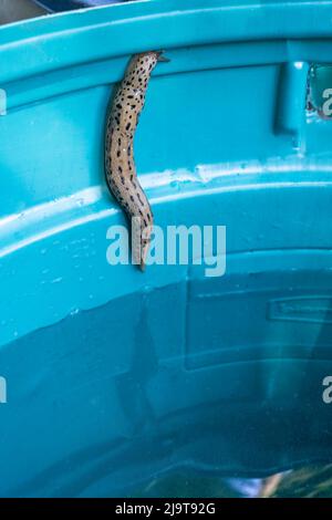 Issaquah, Staat Washington, USA. Leopard Slug (LiMax maximus) kriecht die Seite eines Plastikfasses mit Regenwasser hoch. Auch Garden Slug genannt, Great Gr Stockfoto