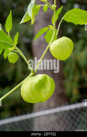 Issaquah, Staat Washington, USA. Nahaufnahme einer Tomatillo-Pflanze, auch Husk-Tomate, Husk-Tomate und Jamberry genannt. Ernte Tomatillos, wenn sie o füllen Stockfoto