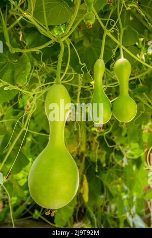 Leavenworth, Staat Washington, USA. Calabash, auch bekannt als Flaschenkürbis, Weißblütenkürbis, lange Melone, Vogelhauskürbis, Neuguineabean und Tasma Stockfoto