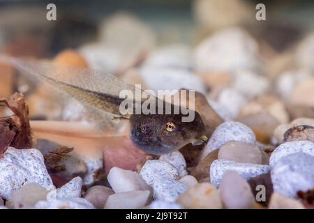 Issaquah, Staat Washington, USA. Pacific Tree Frog Kaulquappe (auch Pollywog oder polliwog genannt) ist das Larvenstadium im Lebenszyklus einer Amphibie, Stockfoto