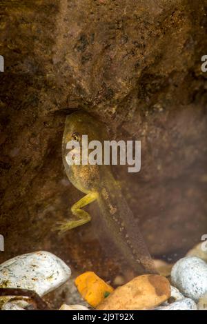 Issaquah, Staat Washington, USA. Pacific Tree Frog Kaulquappe (auch Pollywog oder polliwog genannt) ist das Larvenstadium im Lebenszyklus einer Amphibie, Stockfoto