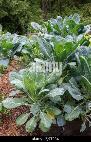 Issaquah, Staat Washington, USA. Collard bezieht sich auf bestimmte lockere Sorten von Brassica oleracea. Die Pflanze wird kommerziell für ihre t angebaut Stockfoto