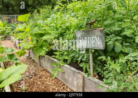 Issaquah, Staat Washington, USA. Kirschtomatenpflanzen, die mit kleinen Tomatenkäfigen in einem Hochbeet-Garten wachsen. Das üppige Volumen der Blätter hat seinen Weg Stockfoto