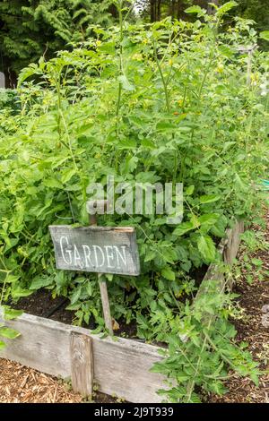 Issaquah, Staat Washington, USA. Kirschtomatenpflanzen, die mit kleinen Tomatenkäfigen in einem Hochbeet-Garten wachsen. Das üppige Volumen der Blätter hat seinen Weg Stockfoto