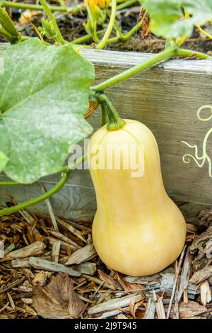 Issaquah, Staat Washington, USA. Butternut-Kürbis, der in einem Gemüsegarten wächst. Es ist eine Art Winterkürbis mit einem süßen, nussigen Geschmack ähnlich Th Stockfoto