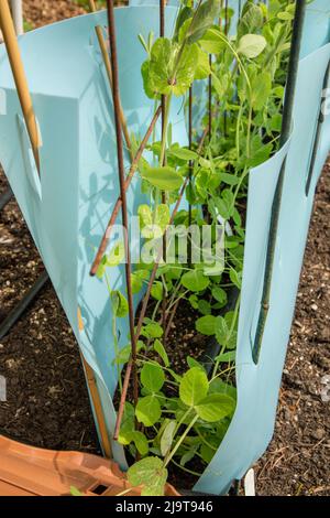 Issaquah, Staat Washington, USA. Erbstück Golden Sweet Snow Pea Pflanzen umgeben von Kunststoff als organische Schädlingsbekämpfung Abschreckung gegen mi handeln Stockfoto