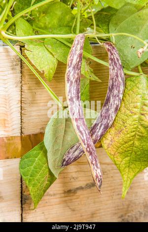 Issaquah, Staat Washington, USA. Drachenzunge Erbstück Buschbohnen trocknen auf der Rebe in einem Hochbeet Garten mit Schnecke abstoßenden Kupferband um die Stockfoto