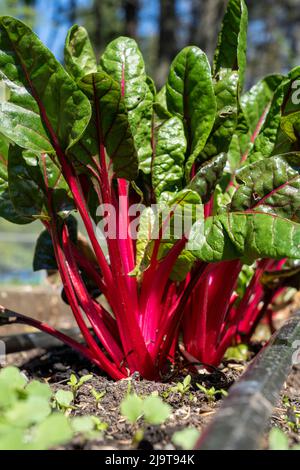 Issaquah, Staat Washington, USA. Überwinterte Rubinrote Mangold-Pflanzen in einem Frühlingsgarten. Dieser Erbstück Schweizer Mangold ist attraktiv, lecker und nu Stockfoto