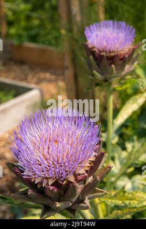 Issaquah, Staat Washington, USA. Globe Artischocke Kopf in Blüte. Der essbare Teil der Pflanze besteht aus den Blütenknospen, bevor die Blüten hereinkommen Stockfoto