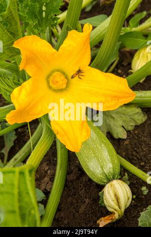 Maple Valley, Staat Washington, USA. Honigbiene auf einer grauen Zucchini, die in einem Garten wächst. Gray Zucchini ist eine alte Sorte mit einem tollen Geschmack wie viele hei Stockfoto