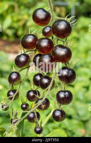 Issaquah, Staat Washington, USA. Schwarze Erbstück Kirsche Tomatenpflanze. Es ist die erste verbesserte Tomatensorte in der Welt, die Anthocyane in seiner hat Stockfoto