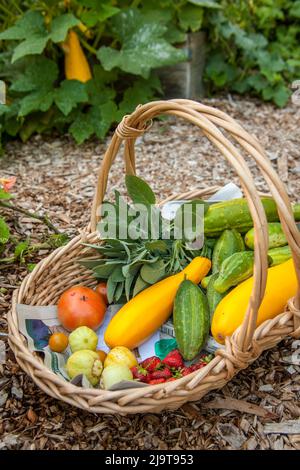 Issaquah, Washington State, USA. Korb mit frisch geernteten Produkten, einschließlich Zitrone und grüne Gurken, gelb Sommer Squash, Erdbeeren und Toma Stockfoto