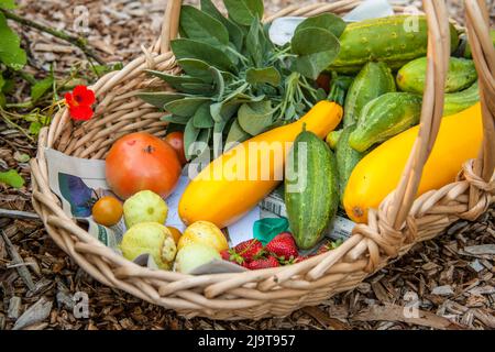 Issaquah, Washington State, USA. Korb mit frisch geernteten Produkten, einschließlich Zitrone und grüne Gurken, gelb Sommer Squash, Erdbeeren und Toma Stockfoto