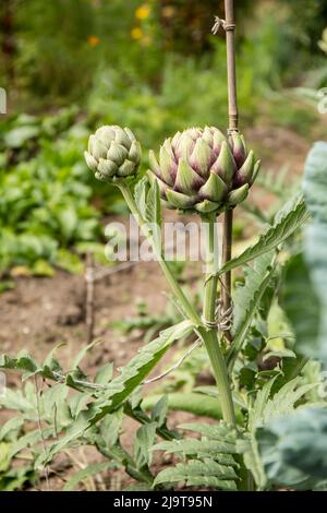 Bellevue, Staat Washington, USA. Globe Artichoke-Pflanze. Der essbare Teil der Pflanze besteht aus den Blütenknospen, bevor die Blüten blühen Stockfoto