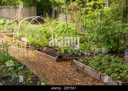 Issaquah, Staat Washington, USA. Gemeinschaftsgarten im Frühling mit Erdbeeren, Tomaten, Knoblauch, Salat, Squash, Kartoffeln und andere Gemüsepflanzen Stockfoto