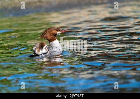 Issaquah, Staat Washington, USA. Weibliche Merganser trägt einen ihrer Enten auf dem Rücken im Lake Sammamish State Park. Stockfoto