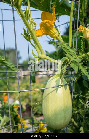 Issaquah, Staat Washington, USA. Spaghetti Squash oder Gemüsespaghetti-Pflanze, die auf einem Spalier nach oben wachsen. Stockfoto